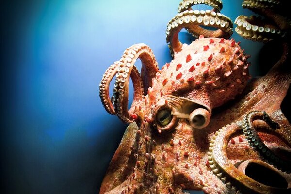 Кракен маркетплейс зайти